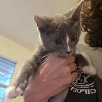 Phillips -  Domestic Short Hair Cat for Adoption in Melrose, Florida - Phillips | PetCurious