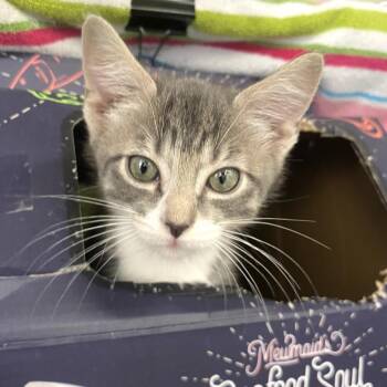 MITTENS -  Domestic Short Hair Cat for Adoption in Kyle, Texas - MITTENS | PetCurious