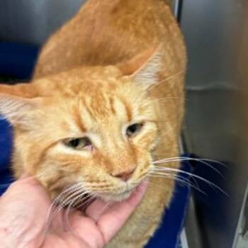 Schroeder -  Domestic Short Hair Cat for Adoption in Chicago, Illinois - Schroeder | PetCurious