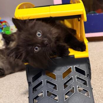 Versace -  Domestic Short Hair Cat for Adoption in La Grange, Kentucky - Versace | PetCurious