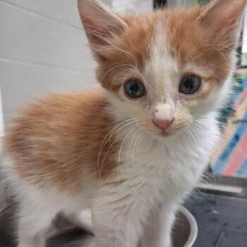Sykes -  Domestic Medium Hair Cat for Adoption in Lufkin, Texas - Sykes | PetCurious