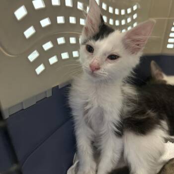 Papa Johns -  Domestic Short Hair Cat for Adoption in Greensboro, North Carolina - Papa Johns | PetCurious