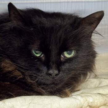 Lupine -  Domestic Long Hair Cat for Adoption in Kennebunk, Maine - Lupine | PetCurious