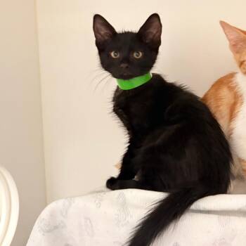 Austin -  Domestic Short Hair Cat for Adoption in Ojai, California - Austin | PetCurious