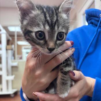 Domestic Short Hair Cats Available for Adoption in Goleta, California - Tiki Taka Tippy Taps | PetCurious