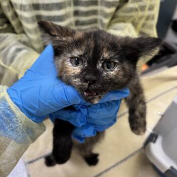 Isla -  Domestic Short Hair Cat for Adoption in Evanston, Illinois - Isla | PetCurious