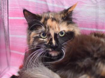 Domestic Medium Hair Cats Available for Adoption - Elemeno P. | PetCurious