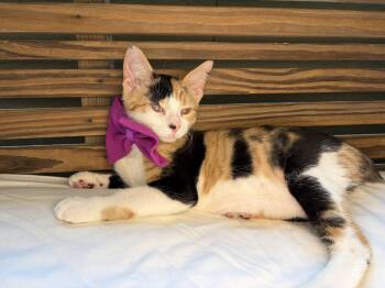 Zinnia -  American Bobtail and Calico Cat for Adoption in Lucedale, Mississippi - Zinnia | PetCurious