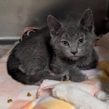 Robby (Neutered) (Updated Photos 6/19/2026) -  Domestic Short Hair Cat for Adoption in Marietta, Ohio - Robby (Neutered) (Updated Photos 6/19/2026) | PetCurious