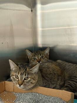 Rescue Domestic Short Hair Cats for Adoption in Cape Coral, Florida - Destin | PetCurious