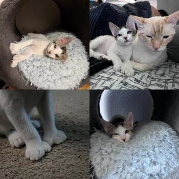 TAMA -  Domestic Short Hair Cat for Adoption in Kent, Washington - TAMA | PetCurious