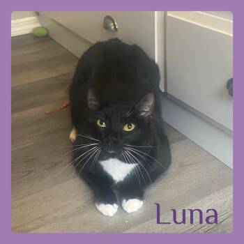 Tuxedo Cats Available for Adoption in Lawton, Oklahoma - LUNA | PetCurious