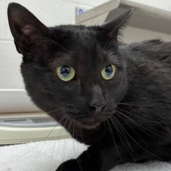 Tom -  Domestic Short Hair Cat for Adoption in Corpus Christi, Texas - Tom | PetCurious