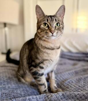 Babs -  Domestic Short Hair Cat for Adoption in Silvana, Washington - Babs | PetCurious