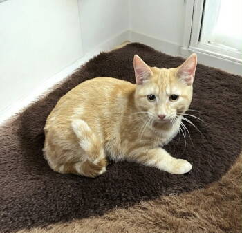 Rescue Domestic Short Hair Cats for Adoption in Littlestown, Pennsylvania - G.G. (foster Cat) | PetCurious