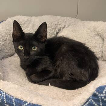 Anubis -  Domestic Short Hair Cat for Adoption in Suffolk, Virginia - Anubis | PetCurious
