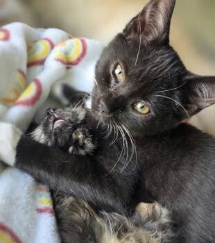 Kevin -  Domestic Short Hair Cat for Adoption in Maineville, Ohio - Kevin | PetCurious