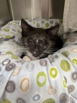 Darius -  Domestic Short Hair Cat for Adoption in Westland, Michigan - Darius | PetCurious