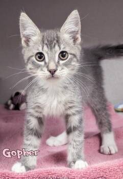 Gopher -  Domestic Short Hair Cat for Adoption in Mason, Michigan - Gopher | PetCurious