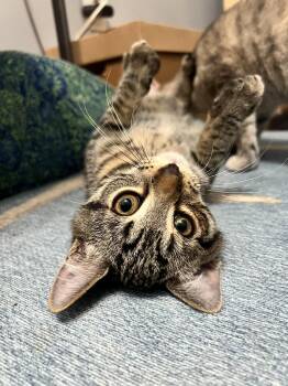 Mojave - KITTEN in foster -  Domestic Short Hair Cat for Adoption in Alexandria, Virginia - Mojave - KITTEN In Foster | PetCurious