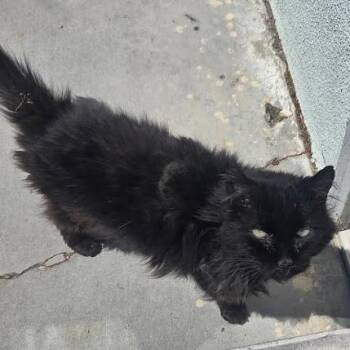 Nix -  Domestic Long Hair Cat for Adoption in Las Vegas, Nevada - Nix | PetCurious