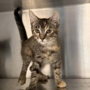 Laudrup -  Domestic Short Hair Cat for Adoption in Kanab, Utah - Laudrup | PetCurious