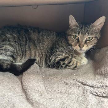 Blueberry -  Domestic Short Hair Cat for Adoption in Baltimore, Maryland - Blueberry | PetCurious