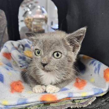 Bootsie -  Domestic Short Hair Cat for Adoption in Ridgely, Maryland - Bootsie | PetCurious