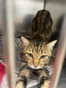 Taylor -  Domestic Short Hair Cat for Adoption in Belton, Texas - Taylor | PetCurious