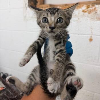 Melon -  Domestic Short Hair Cat for Adoption in Edinburg, Texas - Melon | PetCurious