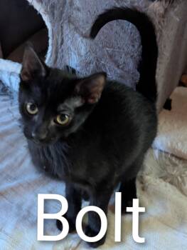 Bolt -  Domestic Short Hair Cat for Adoption in Sonora, California - Bolt | PetCurious