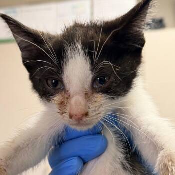 Domestic Short Hair Cats Available for Adoption in San Antonio, Texas - Pennsyl | PetCurious