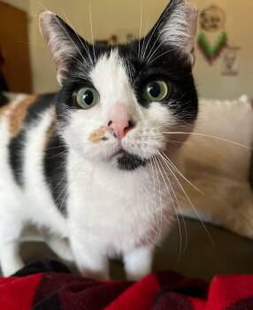 Scarlett -  Calico Cat for Adoption in Closter, New Jersey - Scarlett | PetCurious