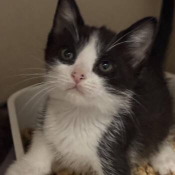 Jack Black -  Domestic Medium Hair Cat for Adoption in Fresno, California - Jack Black | PetCurious