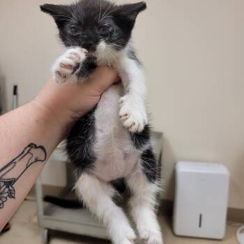 SCFL-Stray-66589_2 -  Domestic Short Hair Cat for Adoption in Lake Panasoffkee, Florida - SCFL-Stray-66589_2 | PetCurious