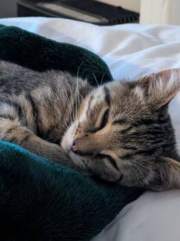 Rescue Domestic Short Hair Cats for Adoption in Adrian, Michigan - Maize | PetCurious