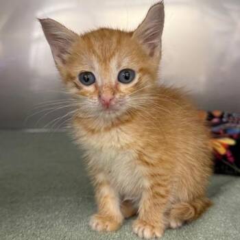 Fender -  Domestic Short Hair Cat for Adoption in Lake Panasoffkee, Florida - Fender | PetCurious