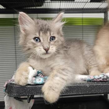 Pablo -  Domestic Short Hair Cat for Adoption in Barron, Wisconsin - Pablo | PetCurious