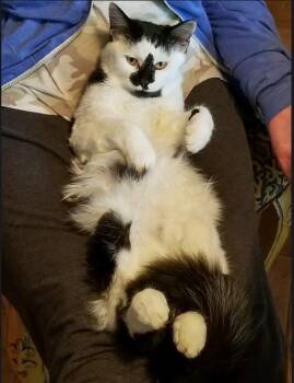 Harry -  Domestic Medium Hair Cat for Adoption in Elmwood Park, New Jersey - Harry | PetCurious