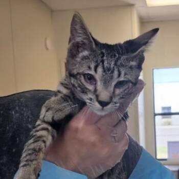 Rescue Domestic Short Hair Cats for Adoption in Midland, Texas - Kia | PetCurious