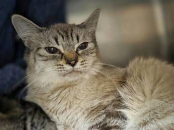 Domestic Medium Hair and Domestic Short Hair Cats Available for Adoption in Westland, Michigan - Delta | PetCurious
