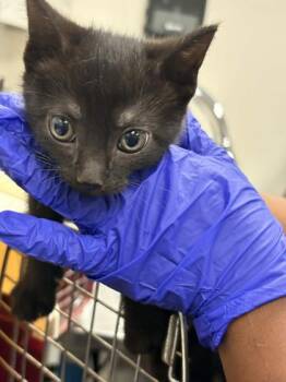 Sage -  Domestic Short Hair Cat for Adoption in Memphis, Tennessee - Sage | PetCurious