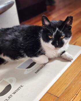 Rescue Domestic Short Hair Cats for Adoption in Philadelphia, Pennsylvania - TOADSTOOL | PetCurious