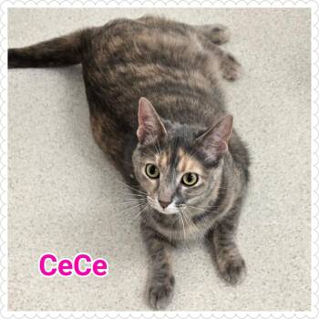 Domestic Short Hair Cats Available for Adoption in North Saint Paul, Minnesota - CeCe | PetCurious