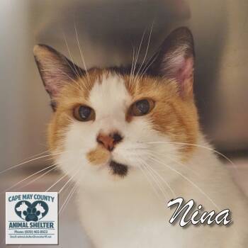 Nina -  Domestic Short Hair Cat Available for Adoption in Middle Township, New Jersey - Nina | PetCurious