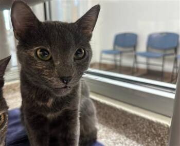 SALLY -  Domestic Short Hair Cat for Adoption in Colorado Springs, Colorado - SALLY | PetCurious