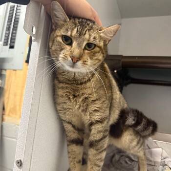 Kiwi 050103A -  Domestic Short Hair Cat Available for Adoption in Amory, Mississippi - Kiwi 050103A | PetCurious