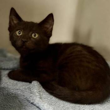 -Gracie -  Domestic Short Hair Cat for Adoption in Red Bluff, California - -Gracie | PetCurious