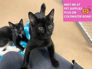 Domestic Short Hair Cats Available for Adoption in Fort Wayne, Indiana - CINDER | PetCurious