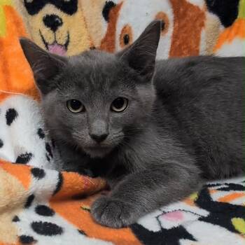 Rescue Domestic Short Hair Cats for Adoption in Corbin, Kentucky - Jason | PetCurious